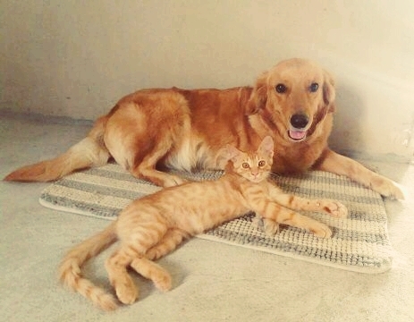 Cat and Dog