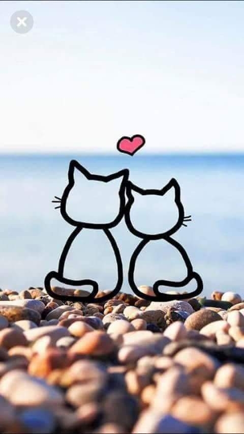 love cats 