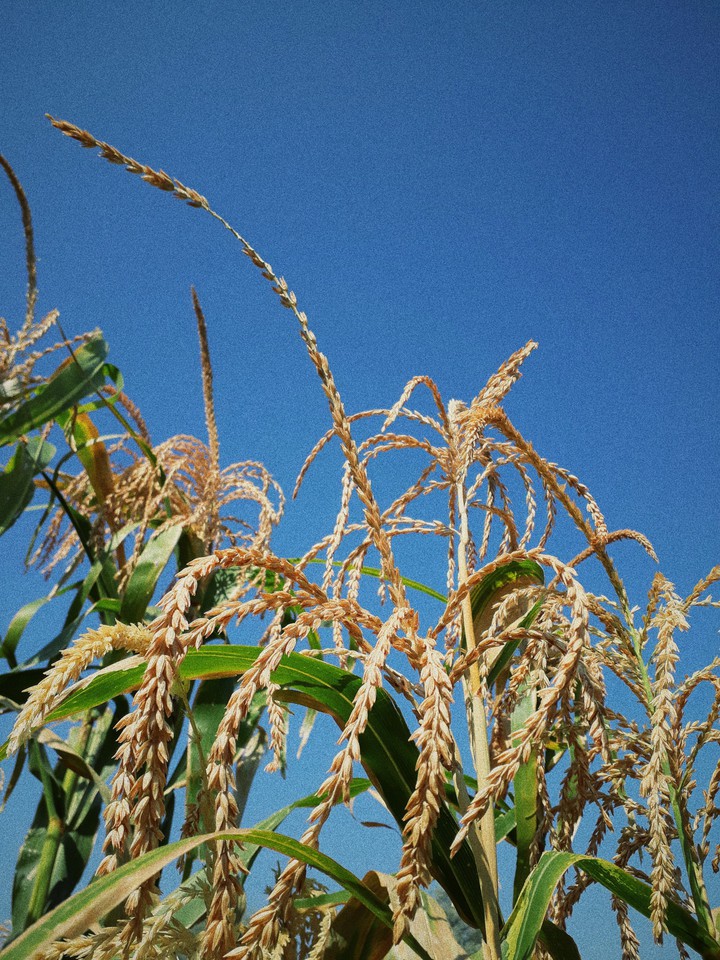 corn