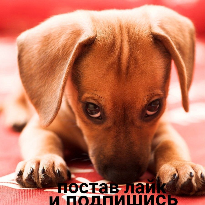 став лайк етой милои сабачке