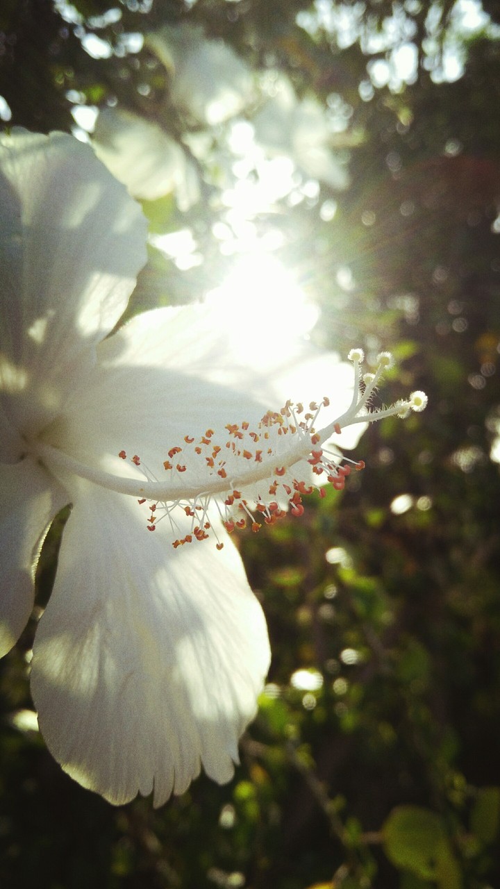 white flower