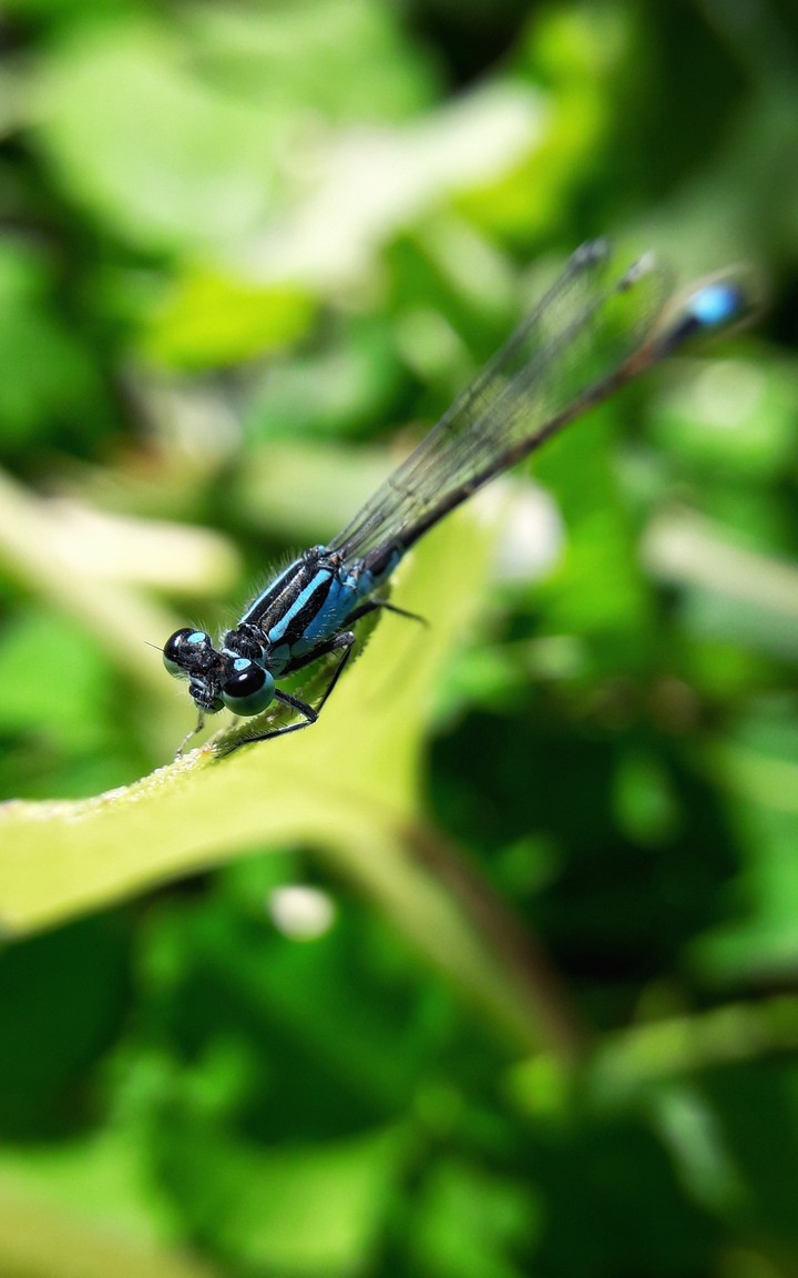 Dragonfly