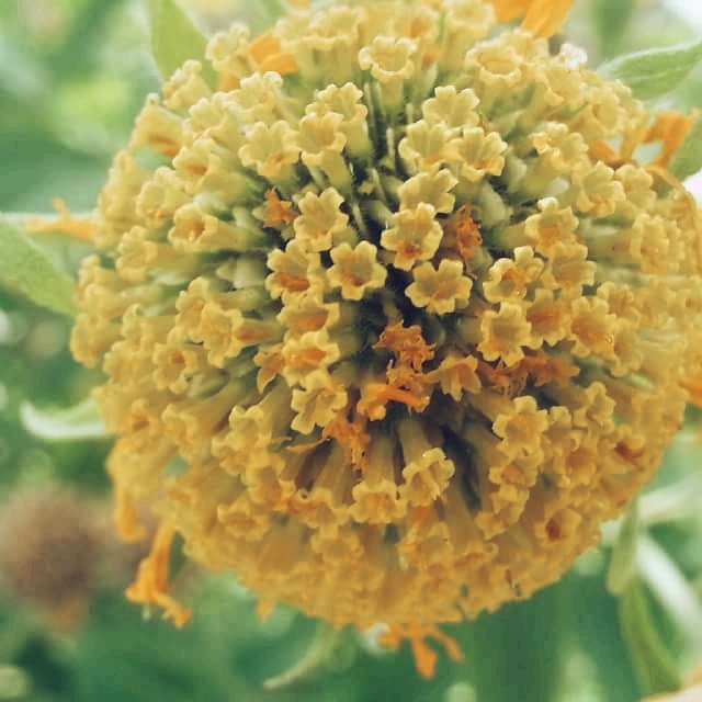 small flower