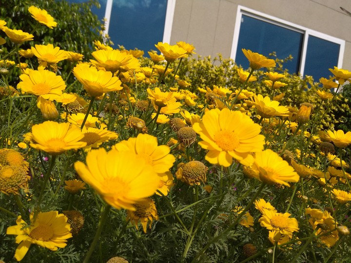 yellow love