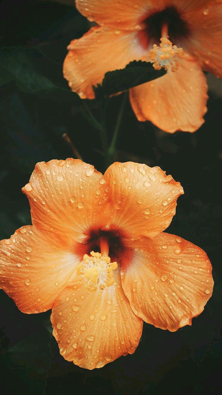 #Spring #Flower