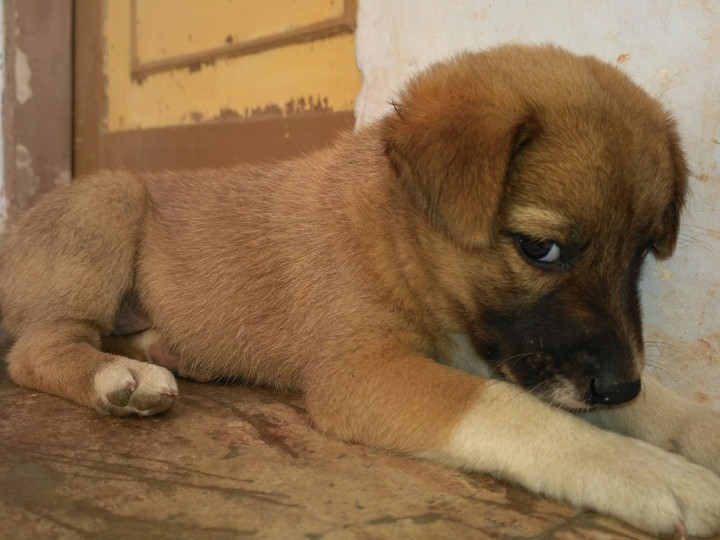 puppy