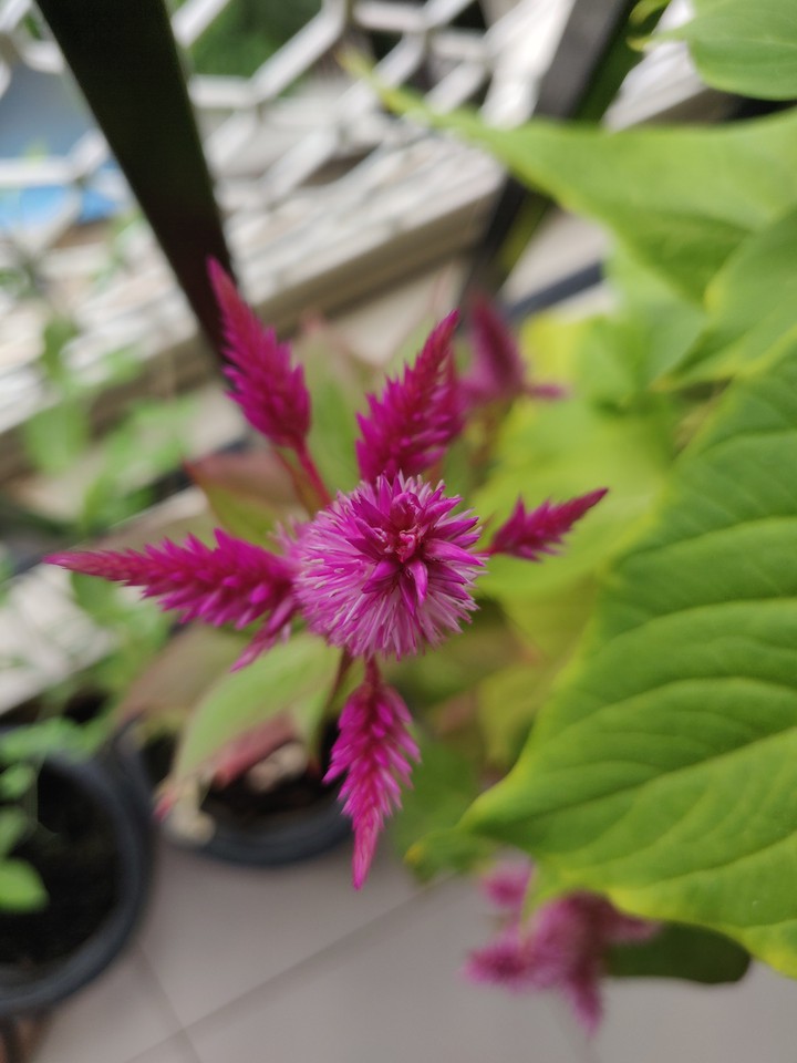 star_flower