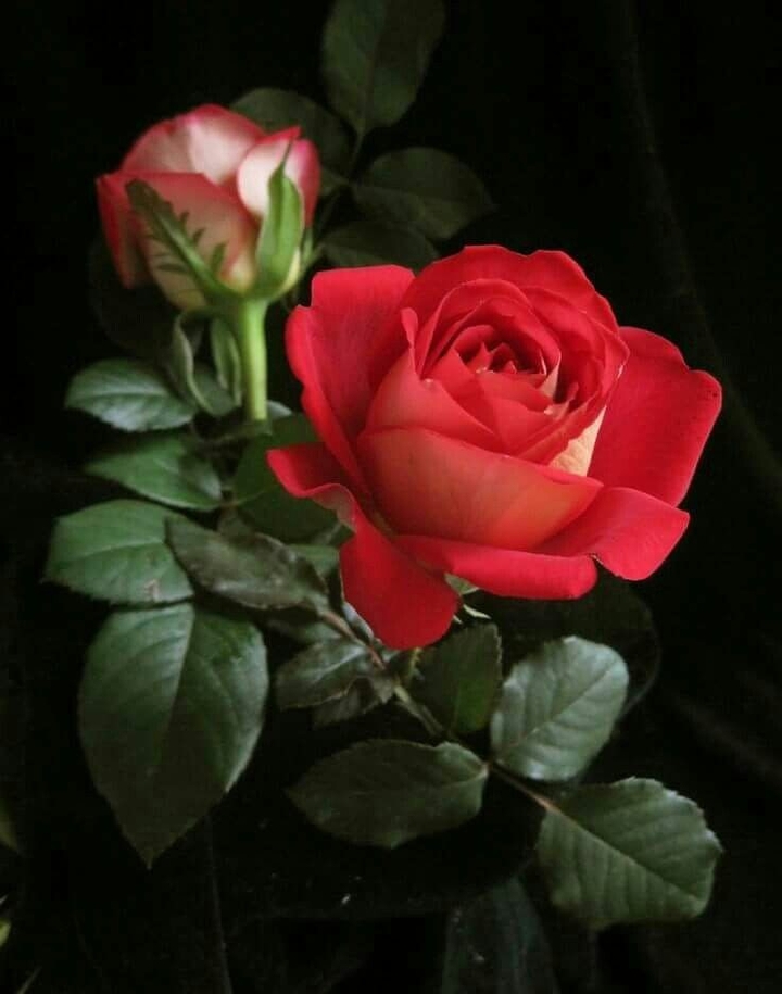 Red Roses růže