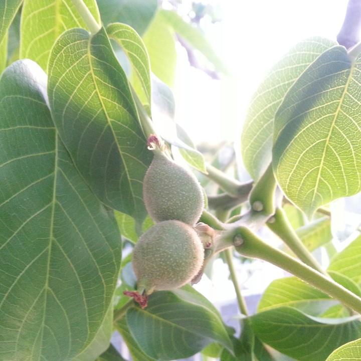 Green walnuts