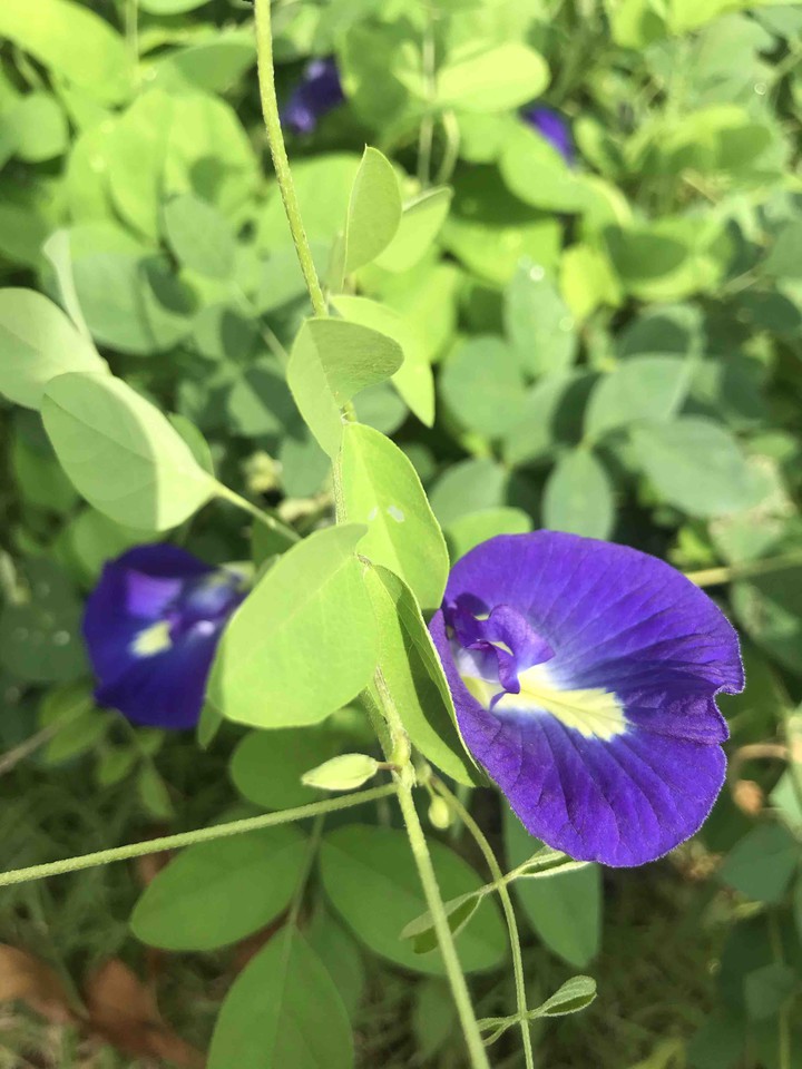 Pea plowers