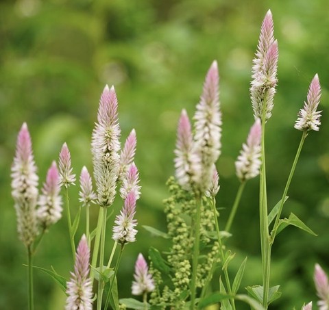 plants, wildflower wallpapers