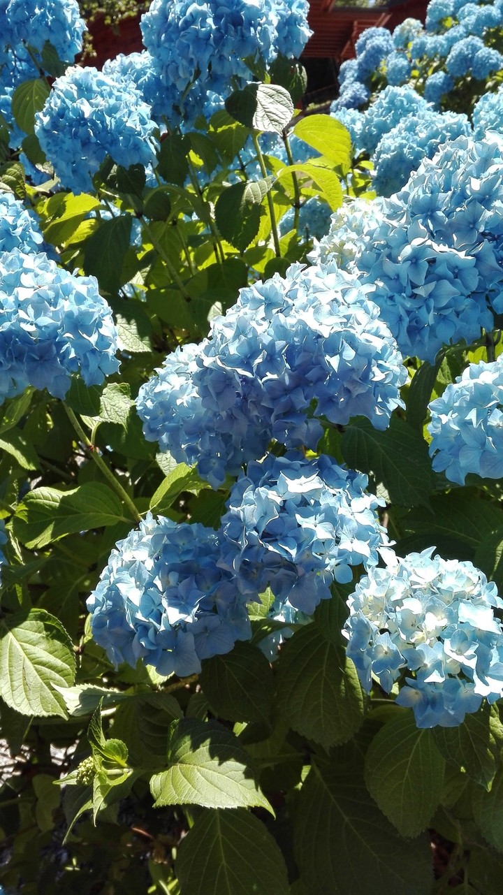 Esplosione di ortensie (Le pizzorne)