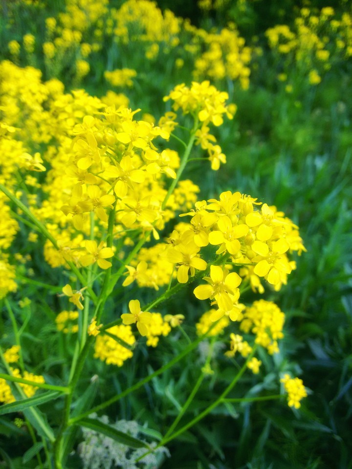 Yellow light