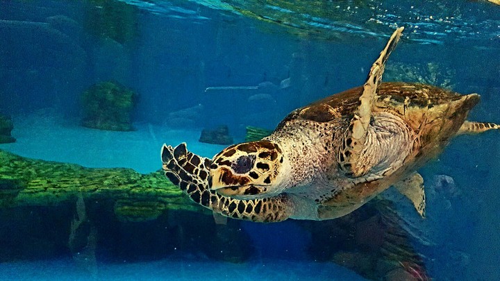 Sea Turtle