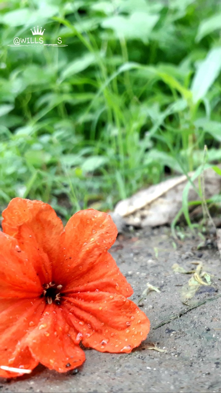 after  rain  orange  flowers  on  the  ground