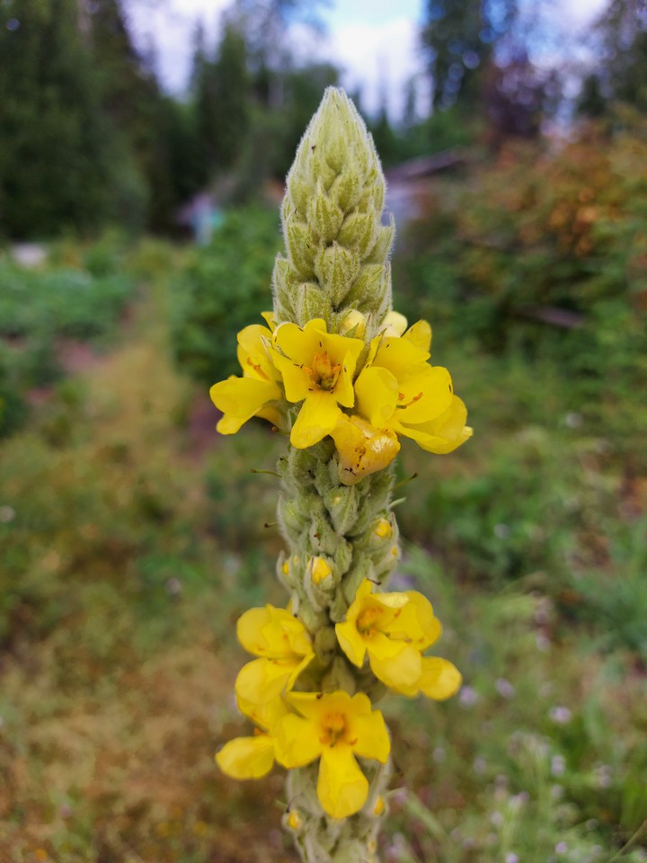 flower