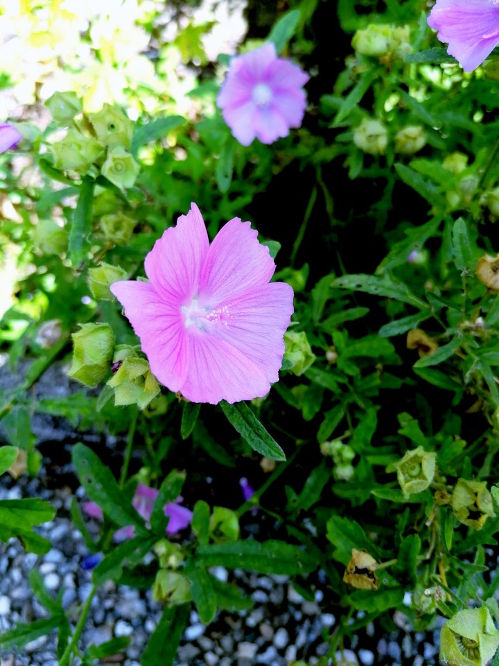 flower