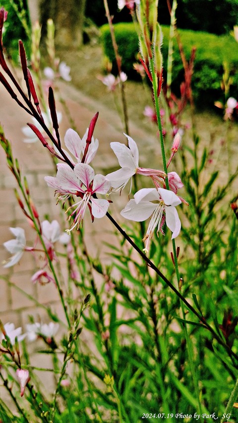 обои twig, plant