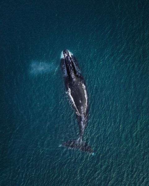 whale