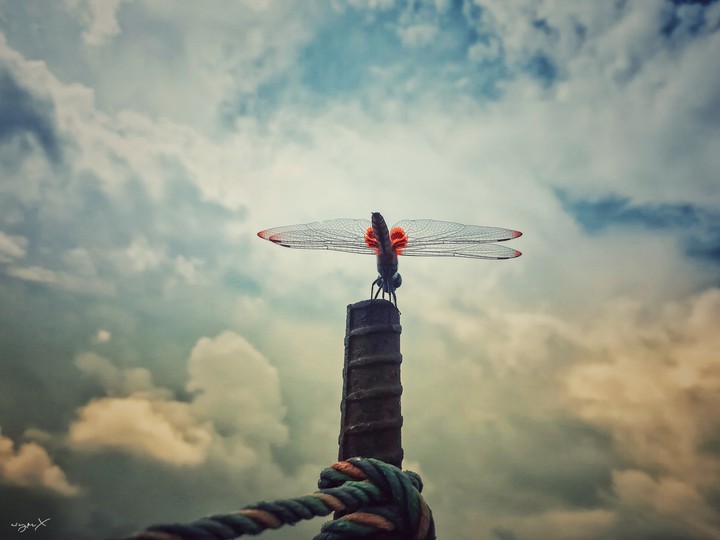 flying object