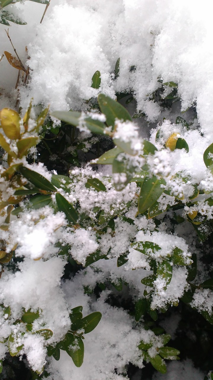 White and green