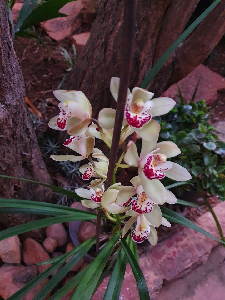 lovely orchid