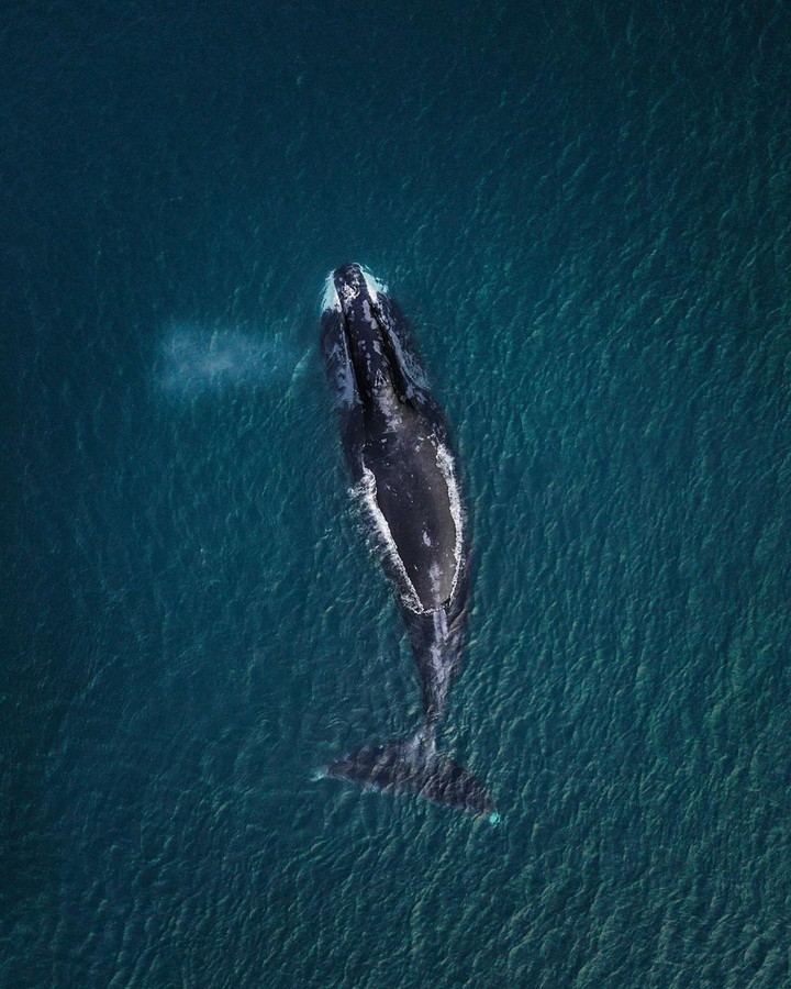 whale