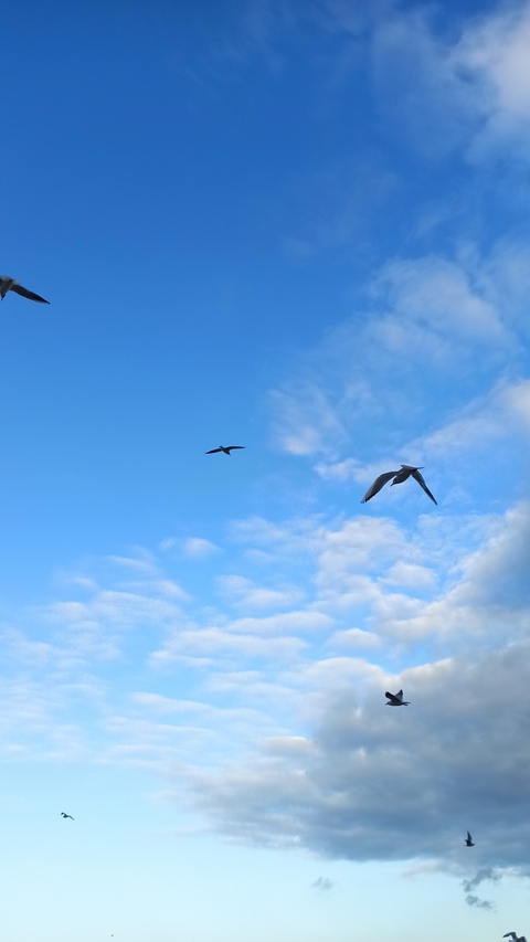 sea seagulls