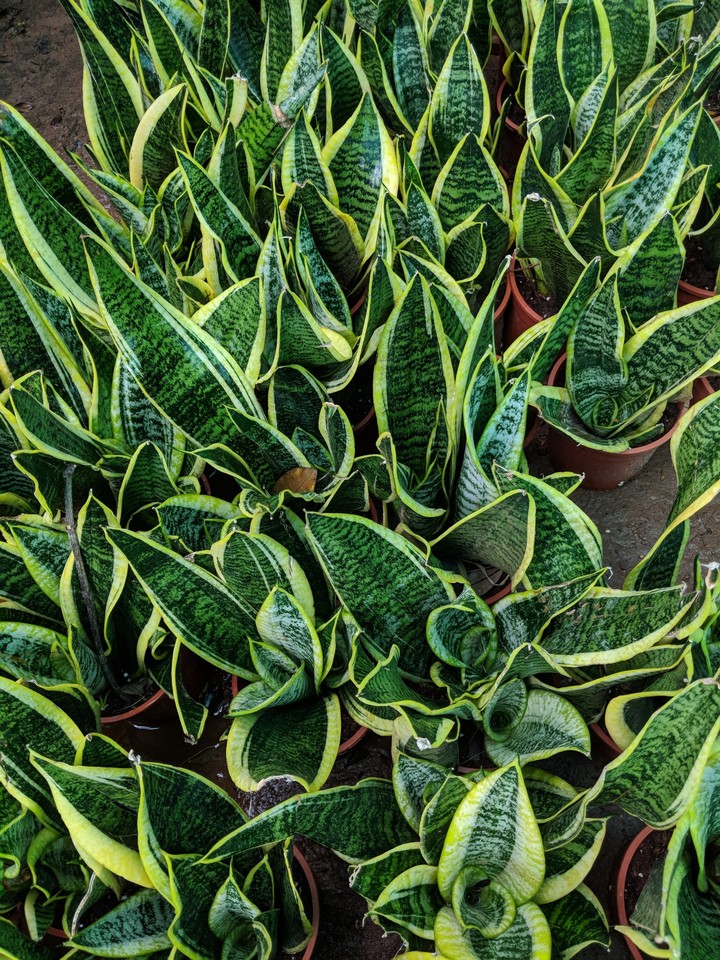Plant