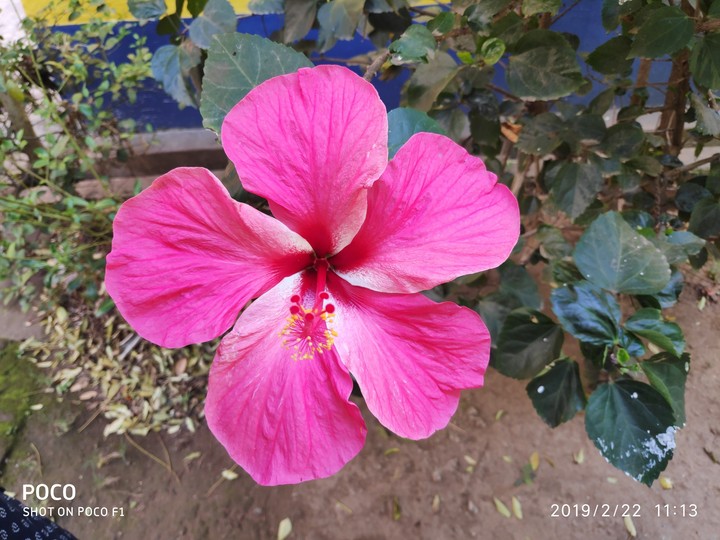 chainarose