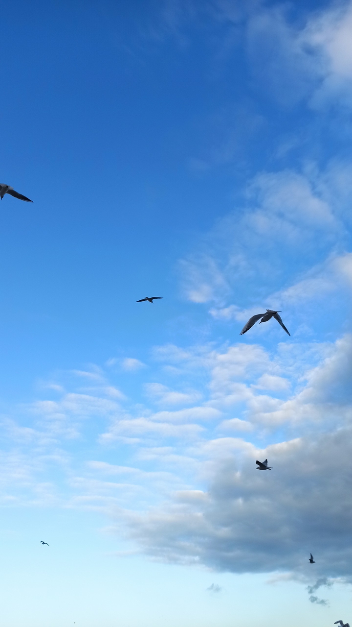 sea seagulls