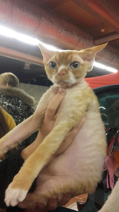 обои cat, vertebrate