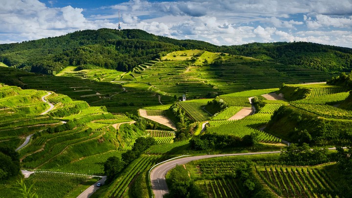 Weinberge