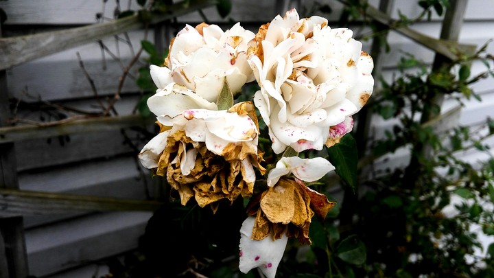 Whithering roses