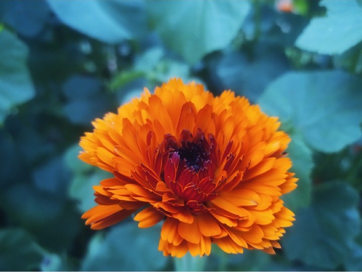Calendula