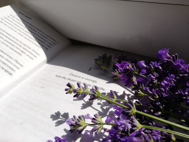 lavander