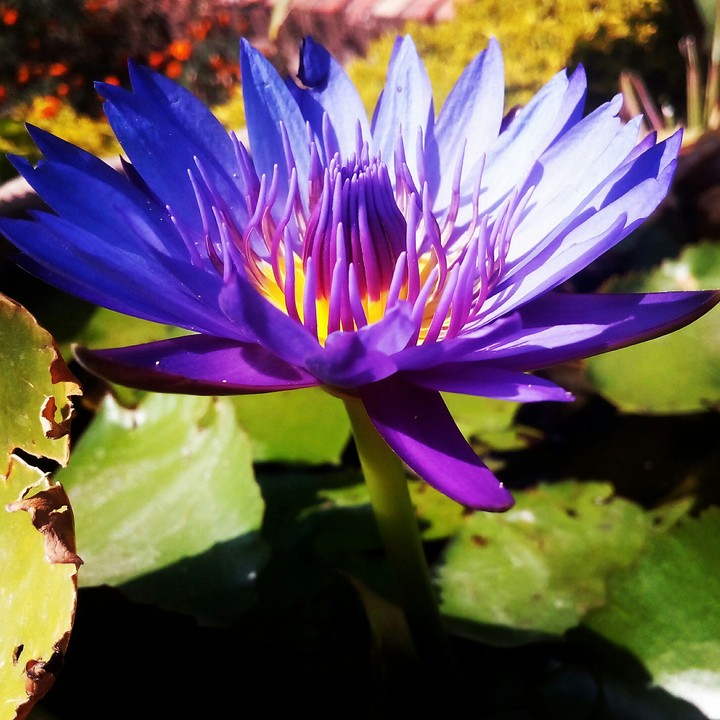 Bloom