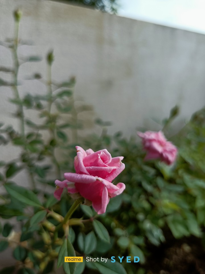 beautiful flower