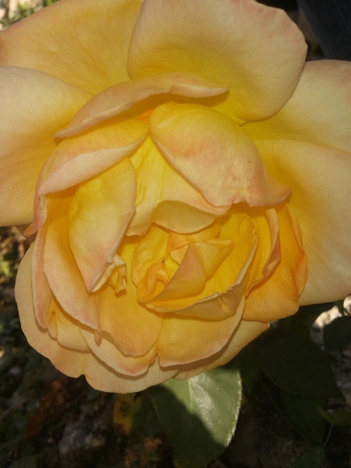 Rose, non, jaune