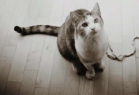 Cat want playing