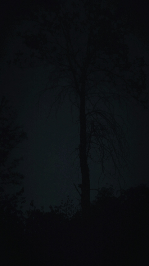 spooky tree