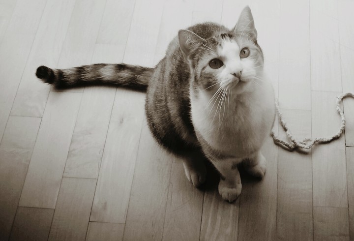 Cat want playing