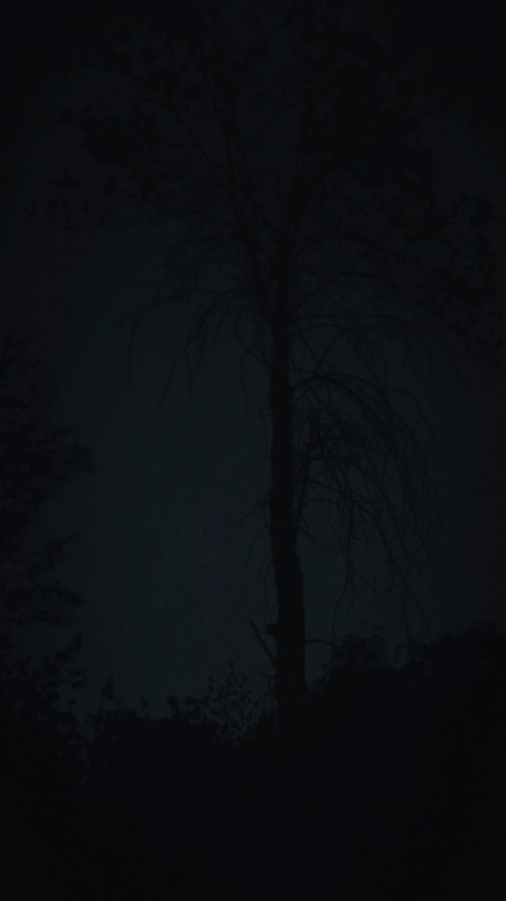 spooky tree