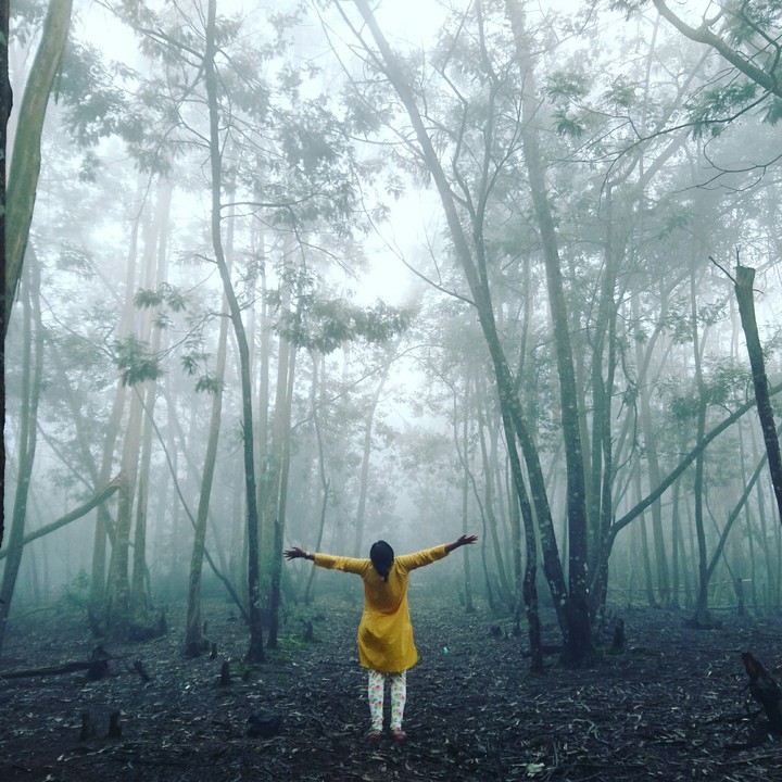 Woods