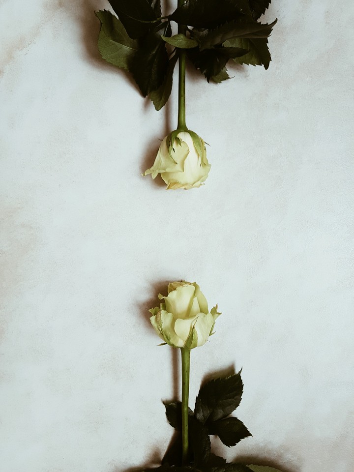roses
