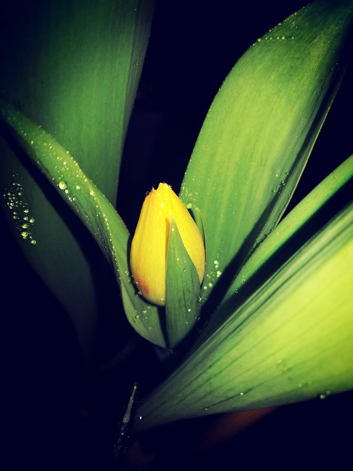 Tulip