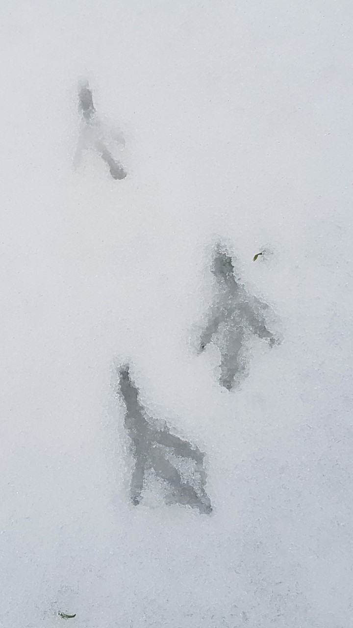 Snowdrop