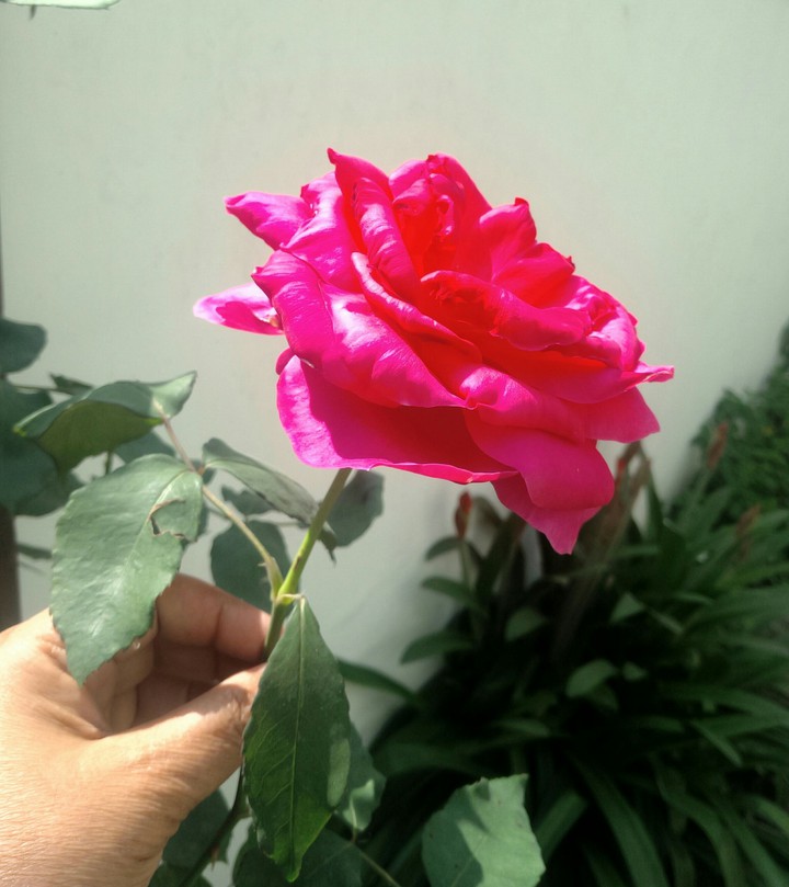 rose