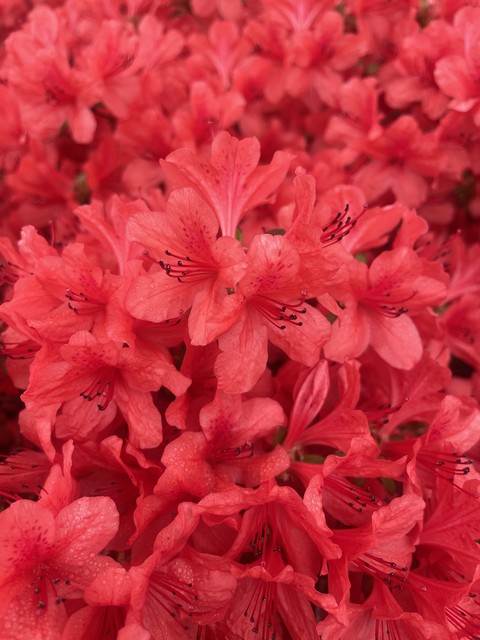 red, plant háttérképek