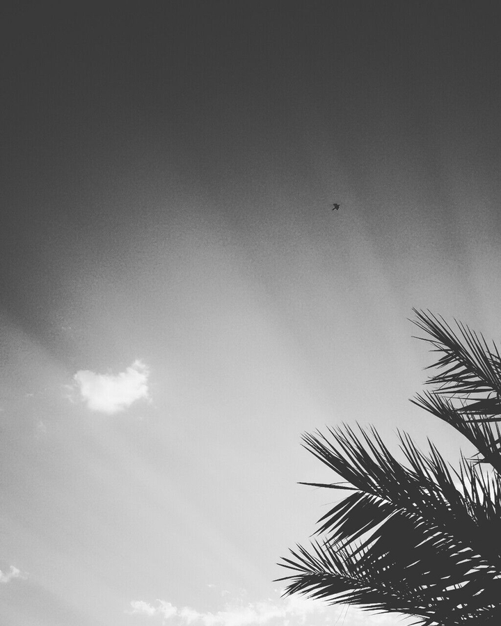 wild dreams